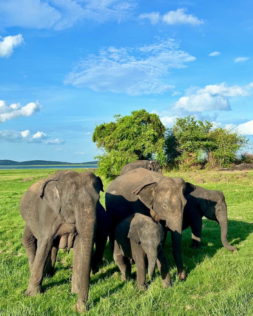 Summer Travel to Sri Lanka Summer Travel to Sri Lanka