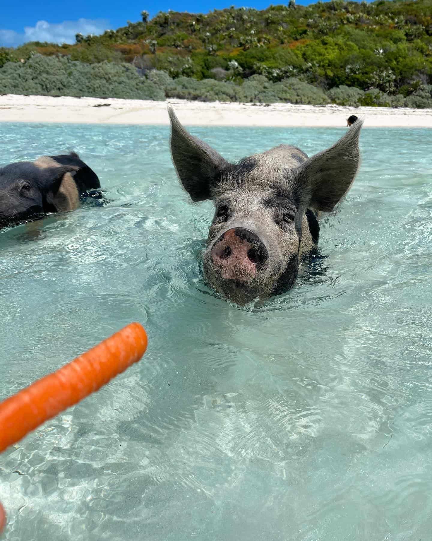 Summer Season, Bahamas Summer Season, Bahamas