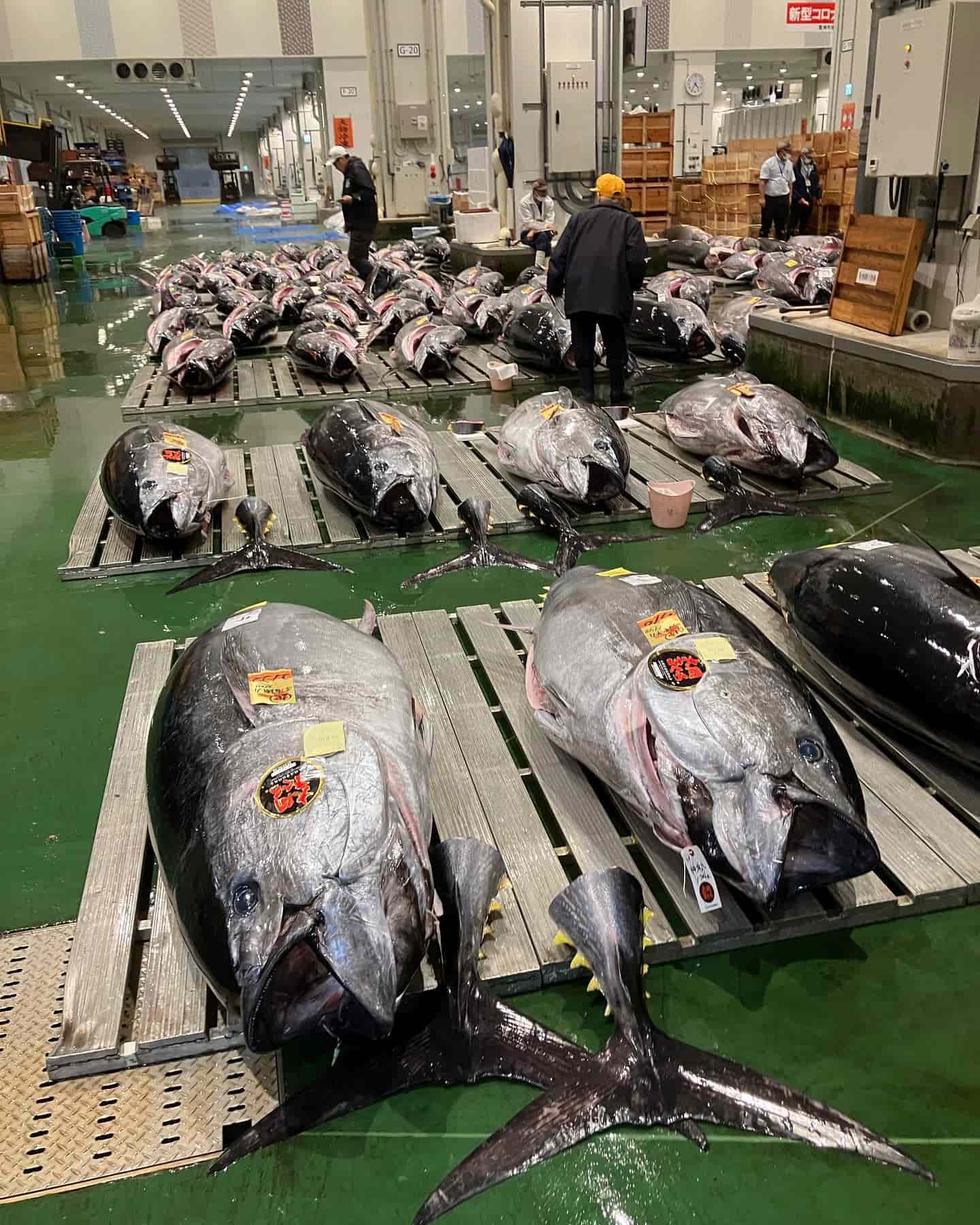 Toyosu Market, Tokyo Toyosu Market, Tokyo