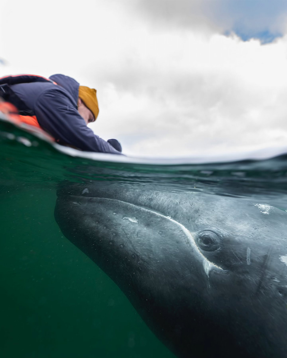 Whale Watching, Sri Lanka Whale Watching, Sri Lanka