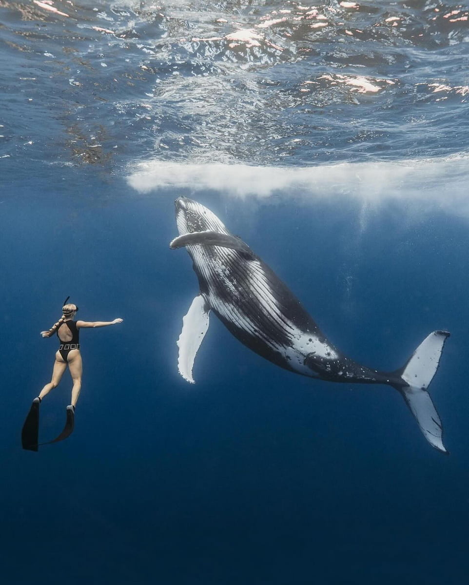 Whale Watching, Sri Lanka Whale Watching, Sri Lanka
