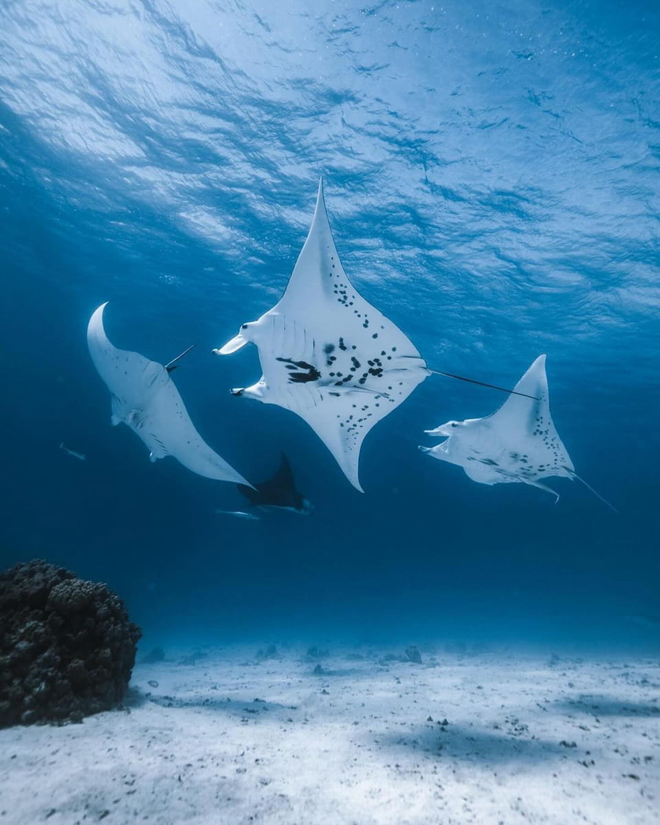 Whale Watching, Sri Lanka Whale Watching, Sri Lanka