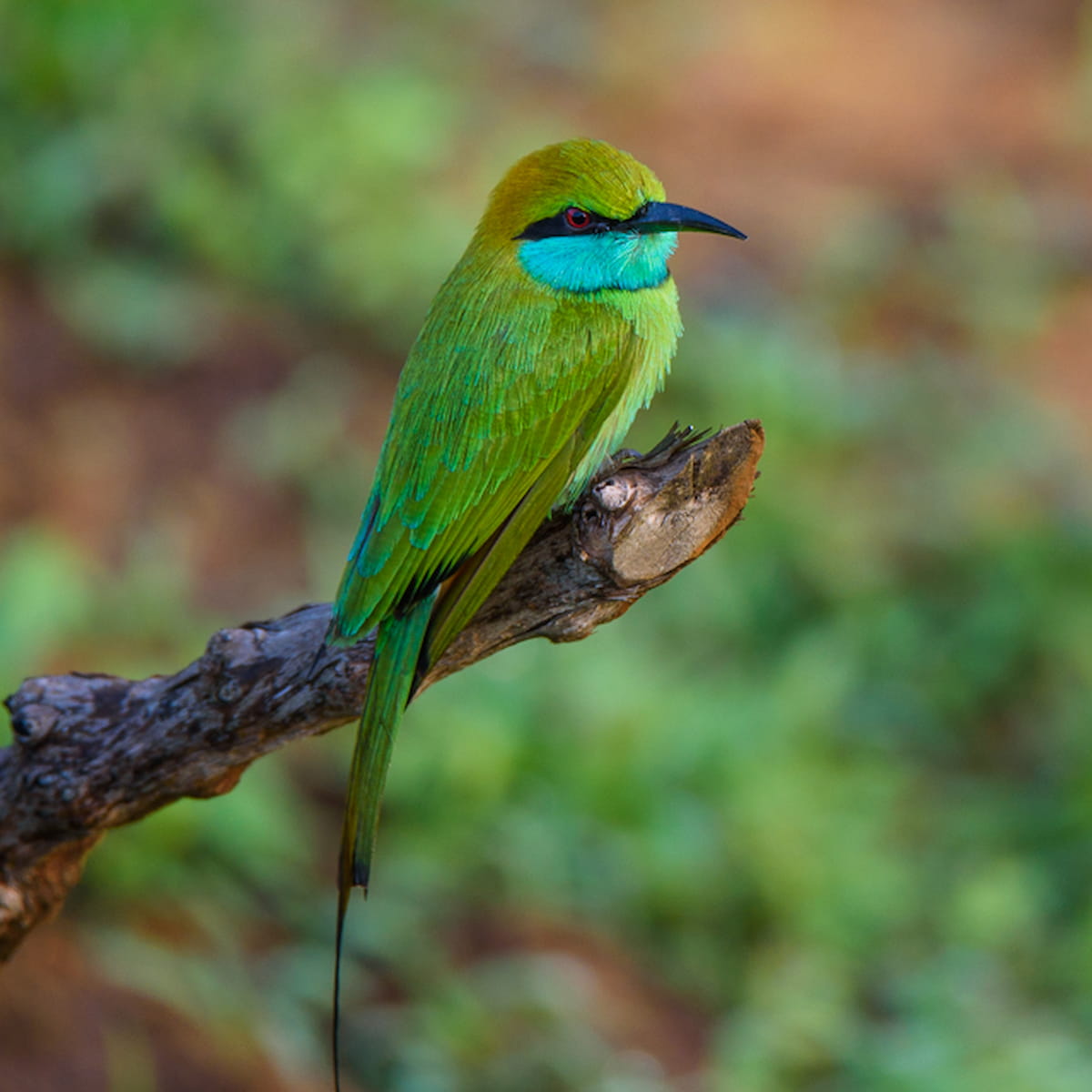 Yala National Park, Sri Lanka Yala National Park, Sri Lanka