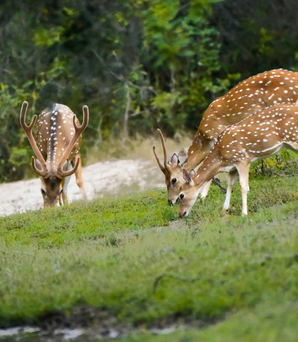 Yala National Park, Sri Lanka Yala National Park, Sri Lanka