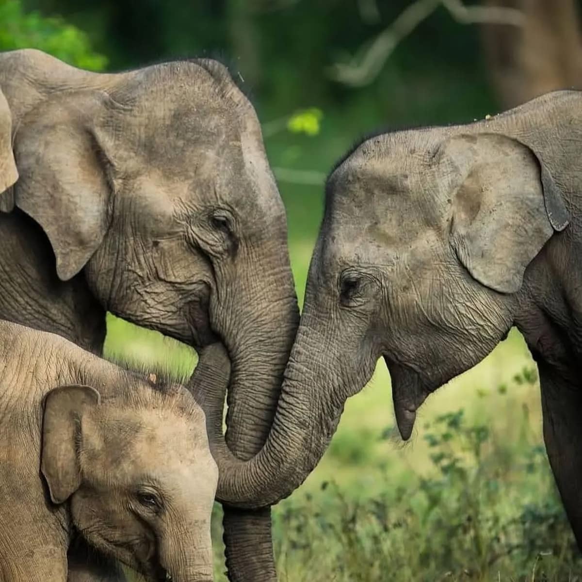 Yala National Park, Sri Lanka Yala National Park, Sri Lanka