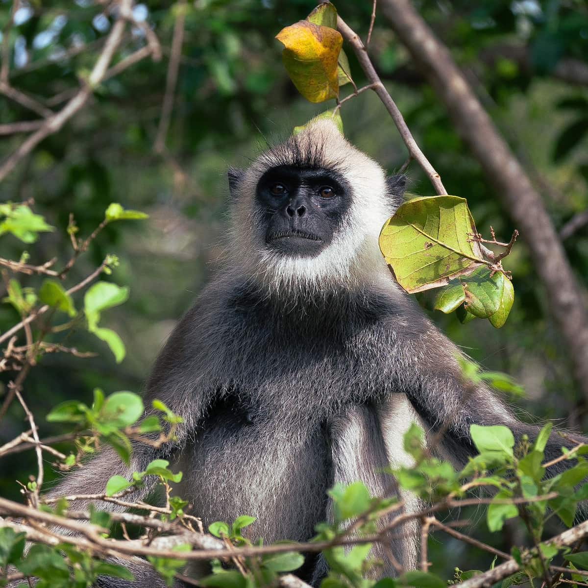 Yala National Park, Sri Lanka Yala National Park, Sri Lanka