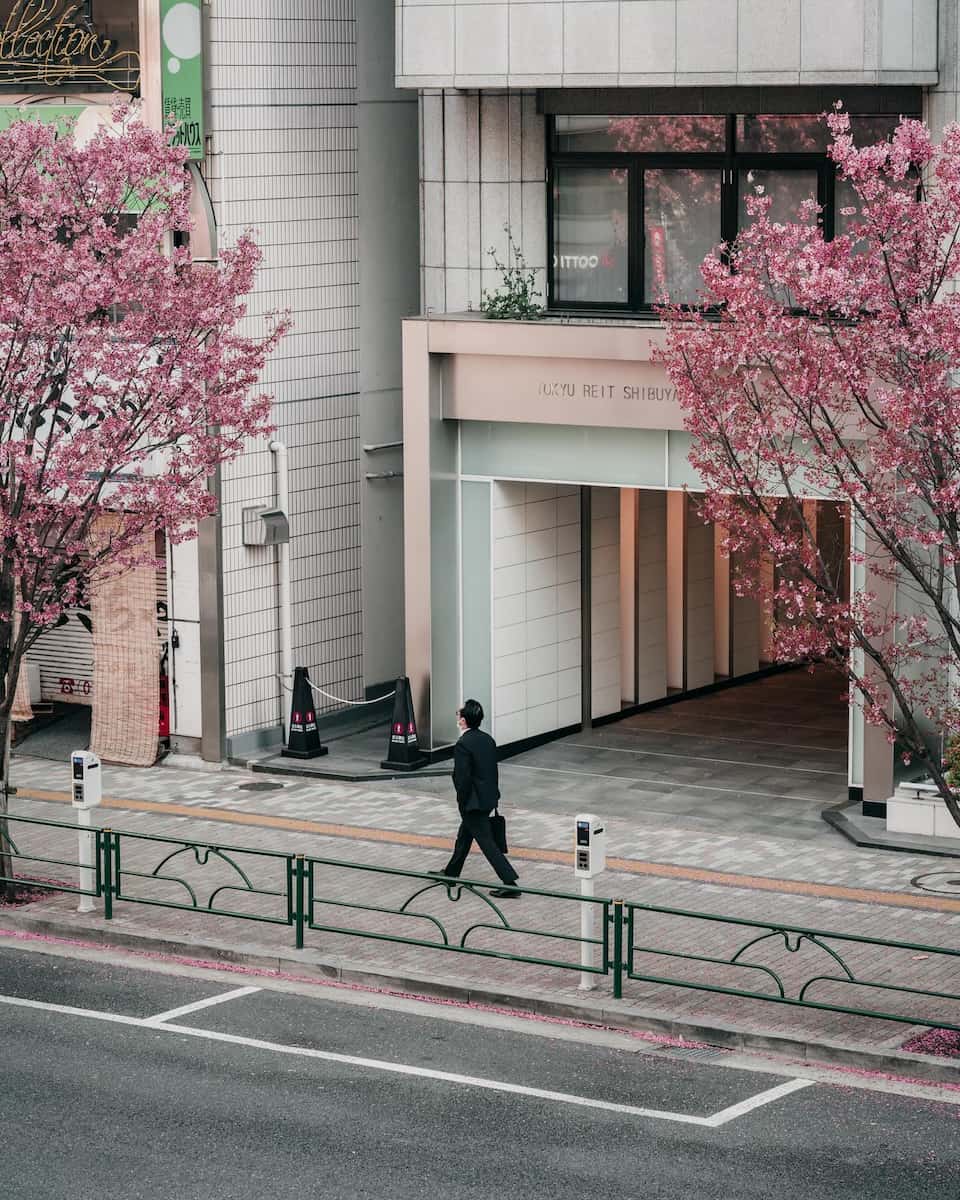 Spring in Tokyo Spring in Tokyo