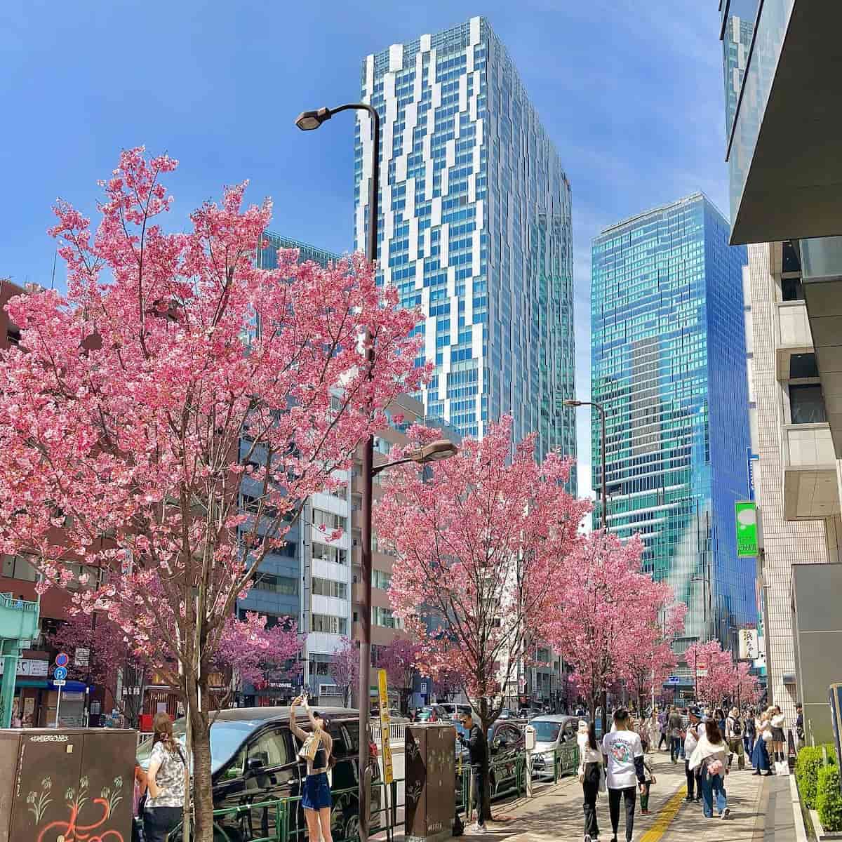 Spring in Tokyo Spring in Tokyo