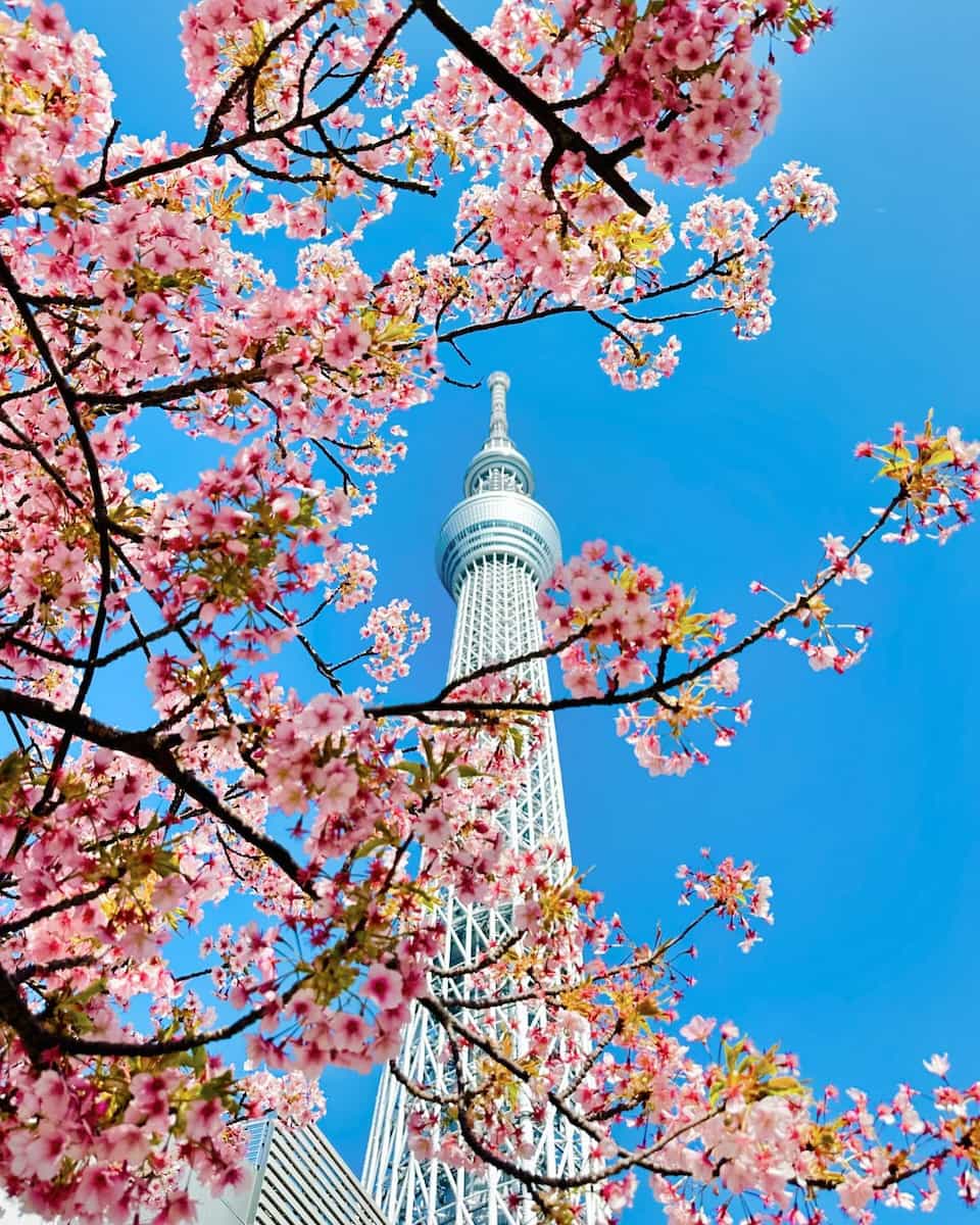 Spring in Tokyo Spring in Tokyo