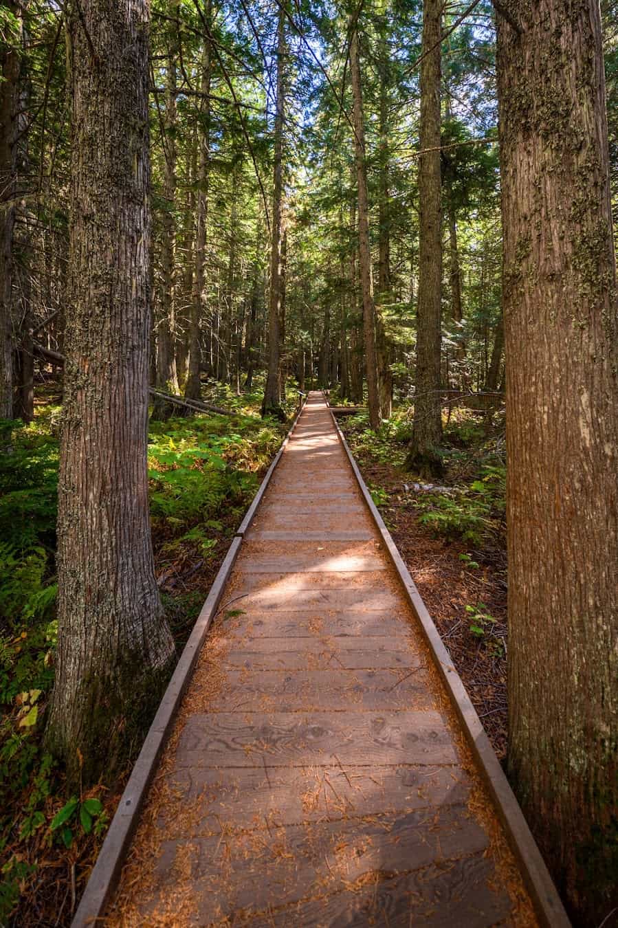 Trail of the Cedars, USA Trail of the Cedars, USA