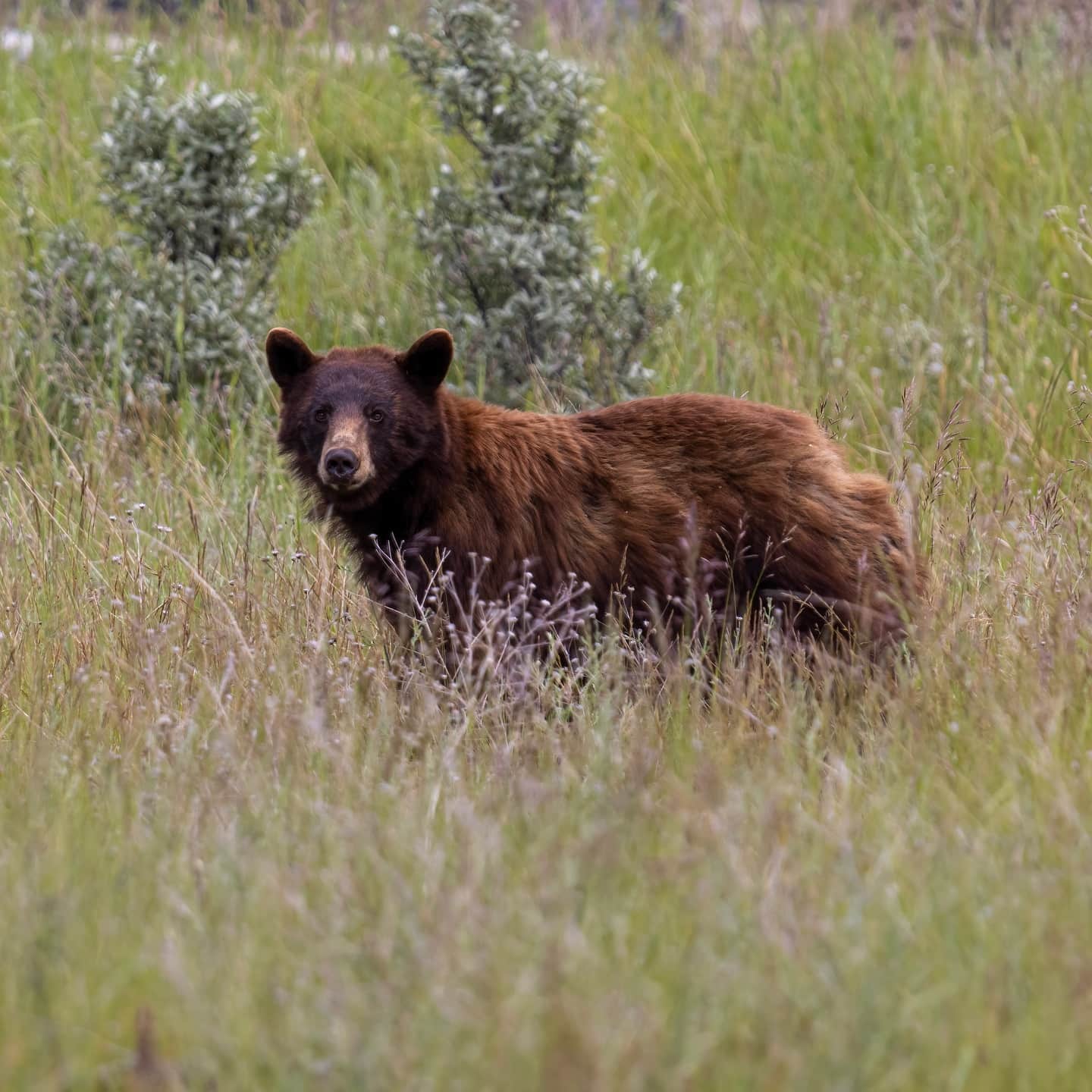 Wildlife Wonderland Glacier National Park, USA Wildlife Wonderland Glacier National Park, USA