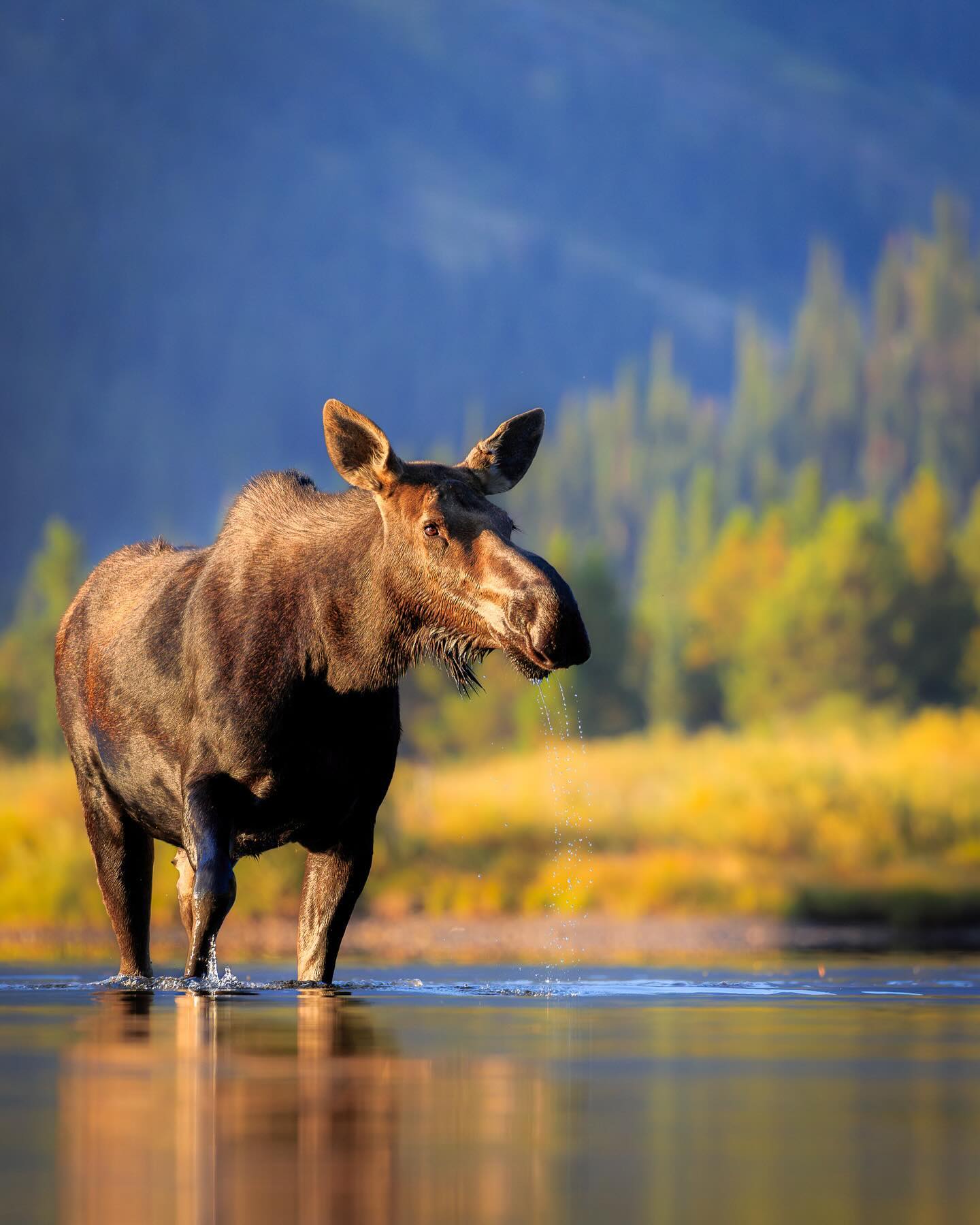 Wildlife Wonderland Glacier National Park, USA Wildlife Wonderland Glacier National Park, USA