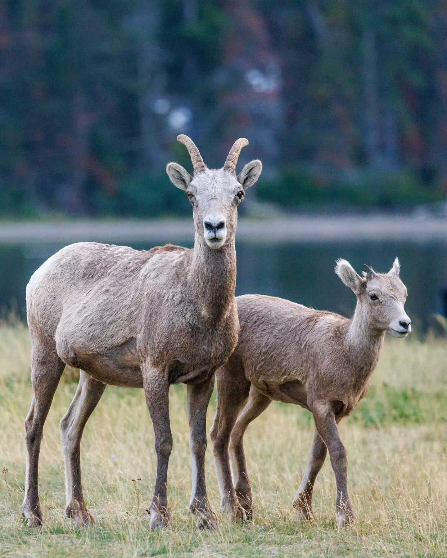 Wildlife Wonderland Glacier National Park, USA Wildlife Wonderland Glacier National Park, USA