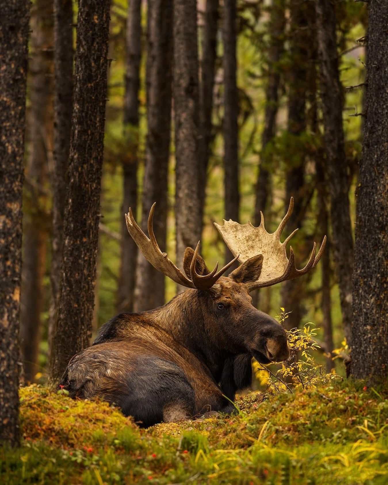 Wildlife Wonderland Glacier National Park, USA Wildlife Wonderland Glacier National Park, USA