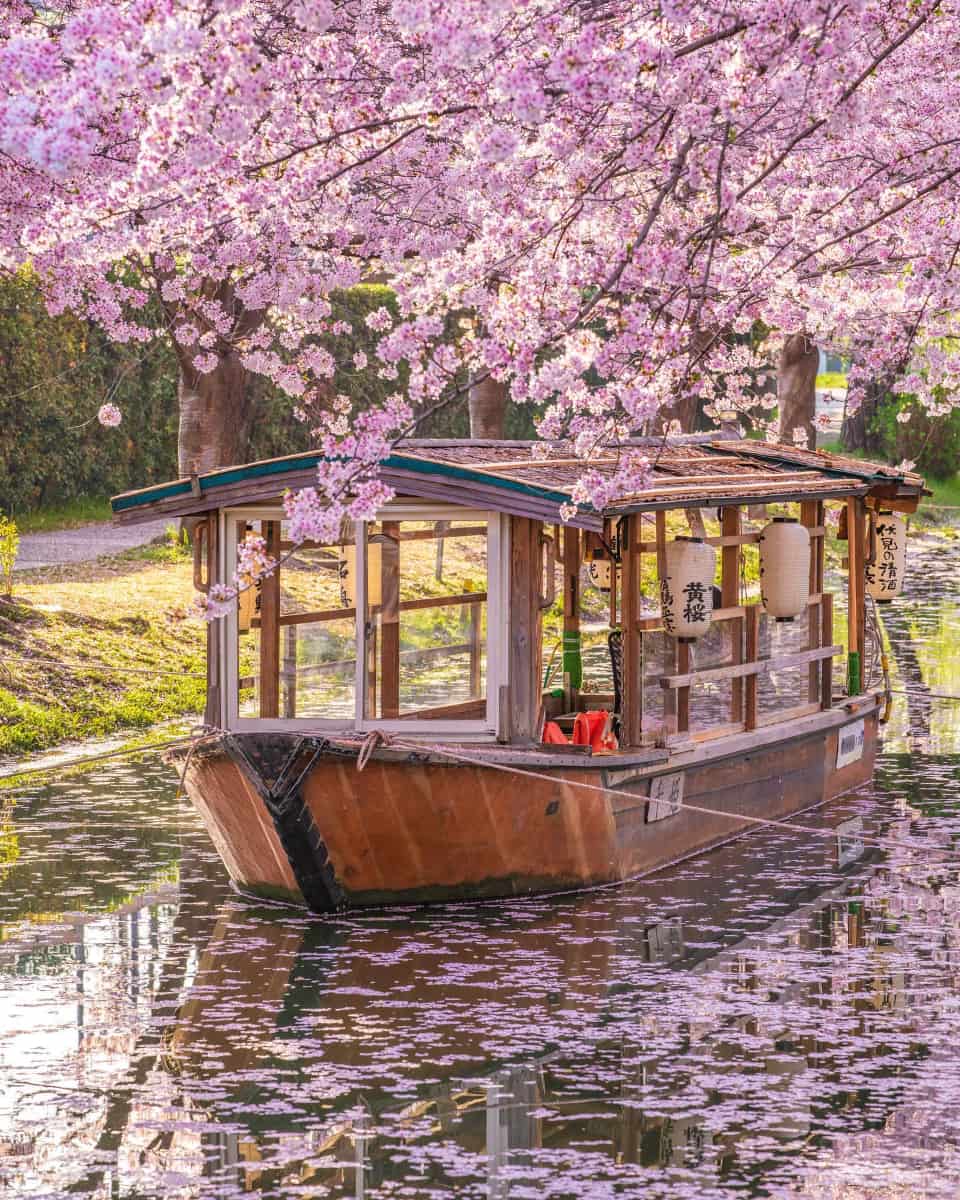 Cherry blossom, Japan Cherry blossom, Japan
