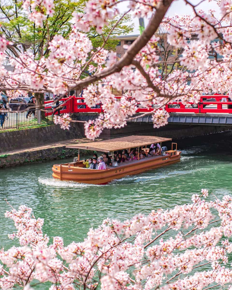 Cherry blossom, Japan Cherry blossom, Japan