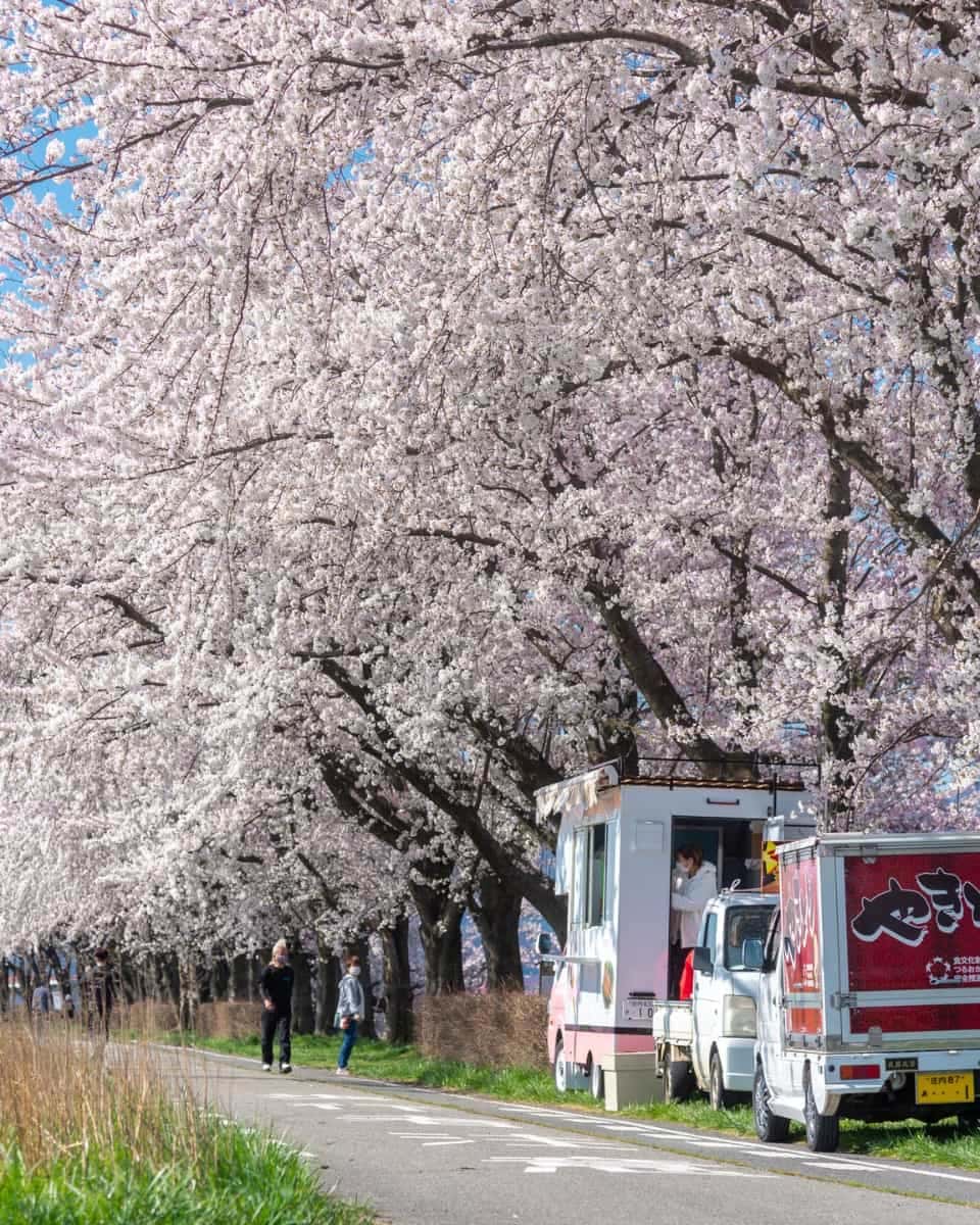 Cherry blossom, Japan Cherry blossom, Japan