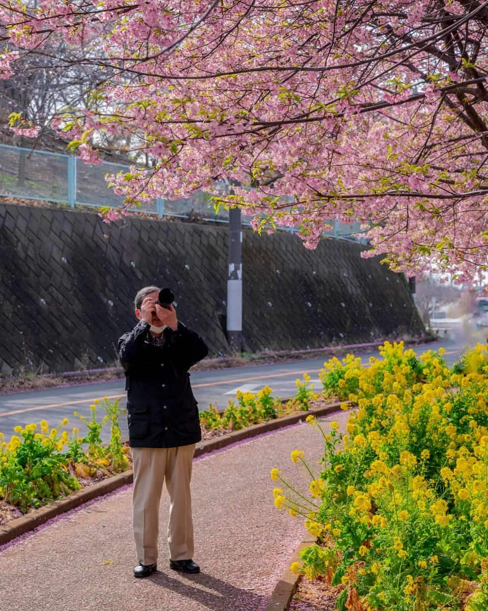 Chidorigafuchi, Japan Chidorigafuchi, Japan