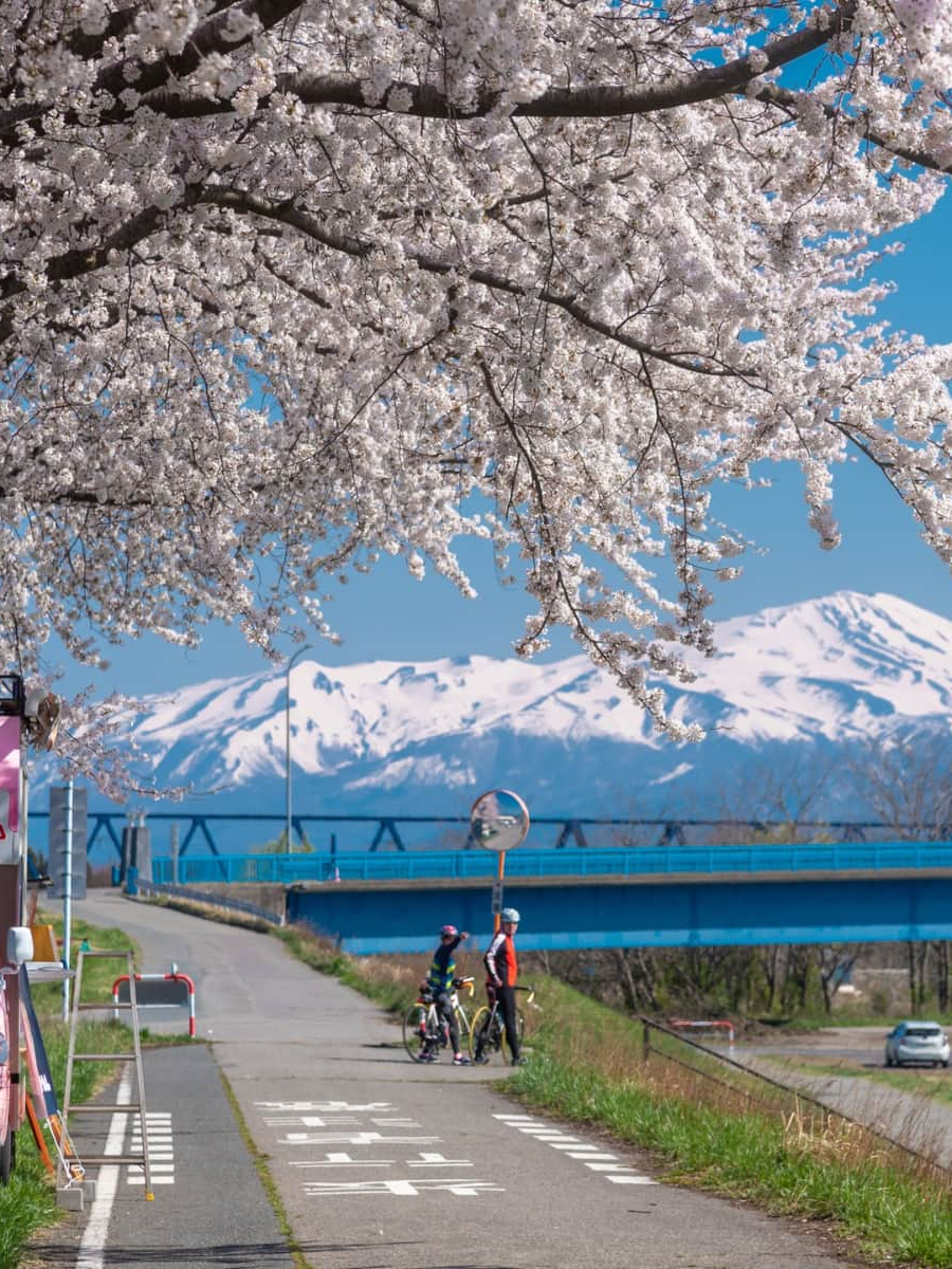 Cherry blossom, Japan Cherry blossom, Japan