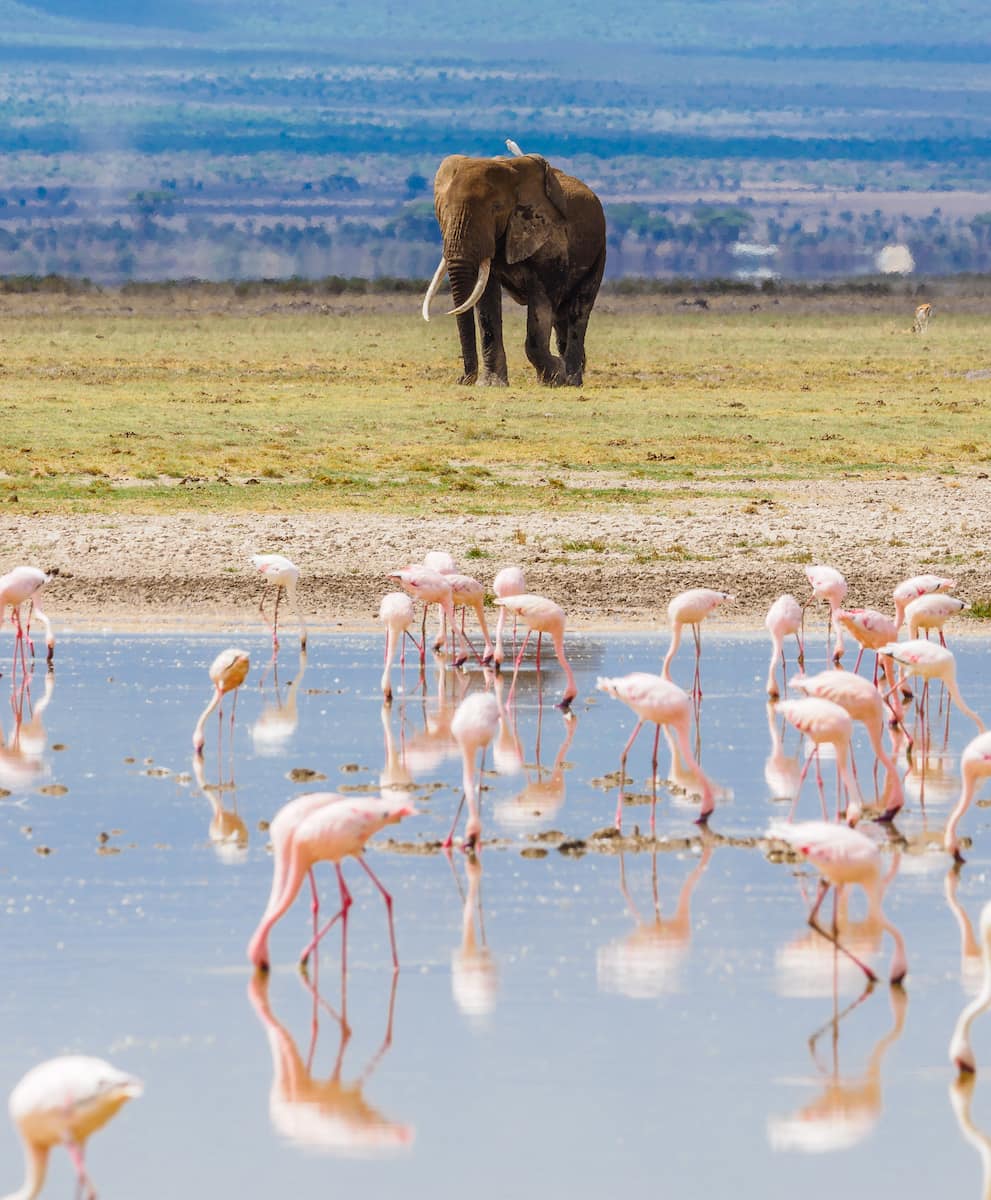 Amboseli National Park, Kenya Amboseli National Park, Kenya