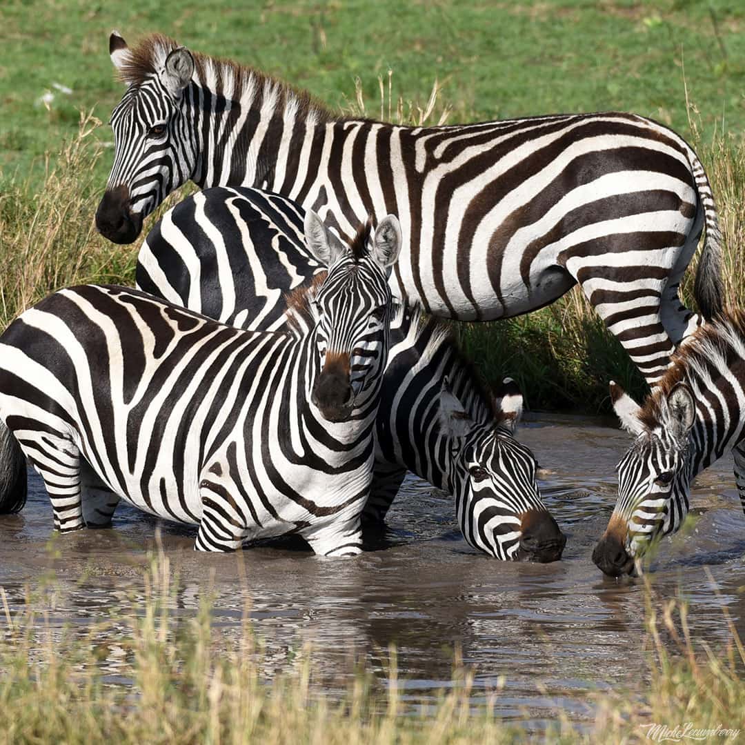 Amboseli National Park, Kenya Amboseli National Park, Kenya