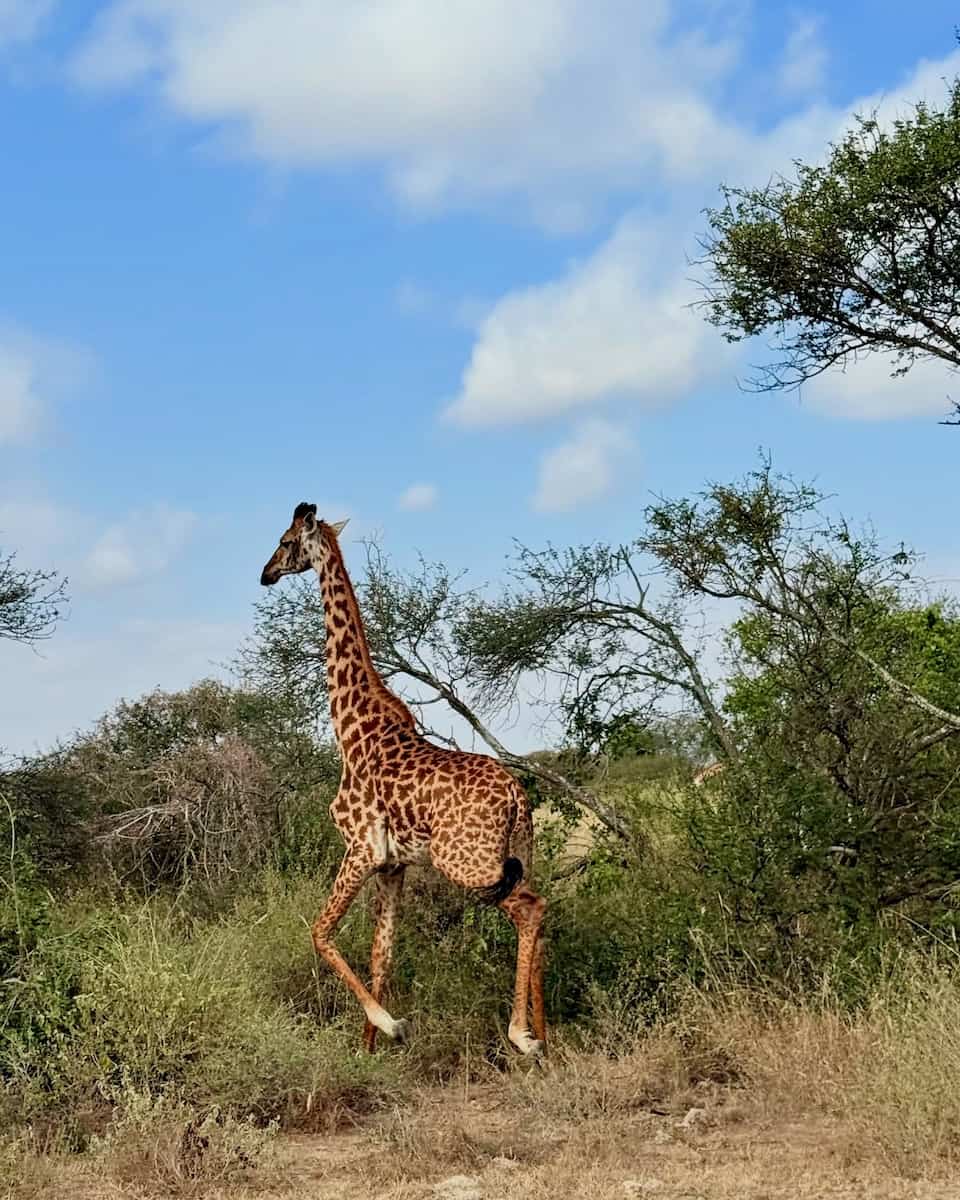 Amboseli National Park, Kenya Amboseli National Park, Kenya