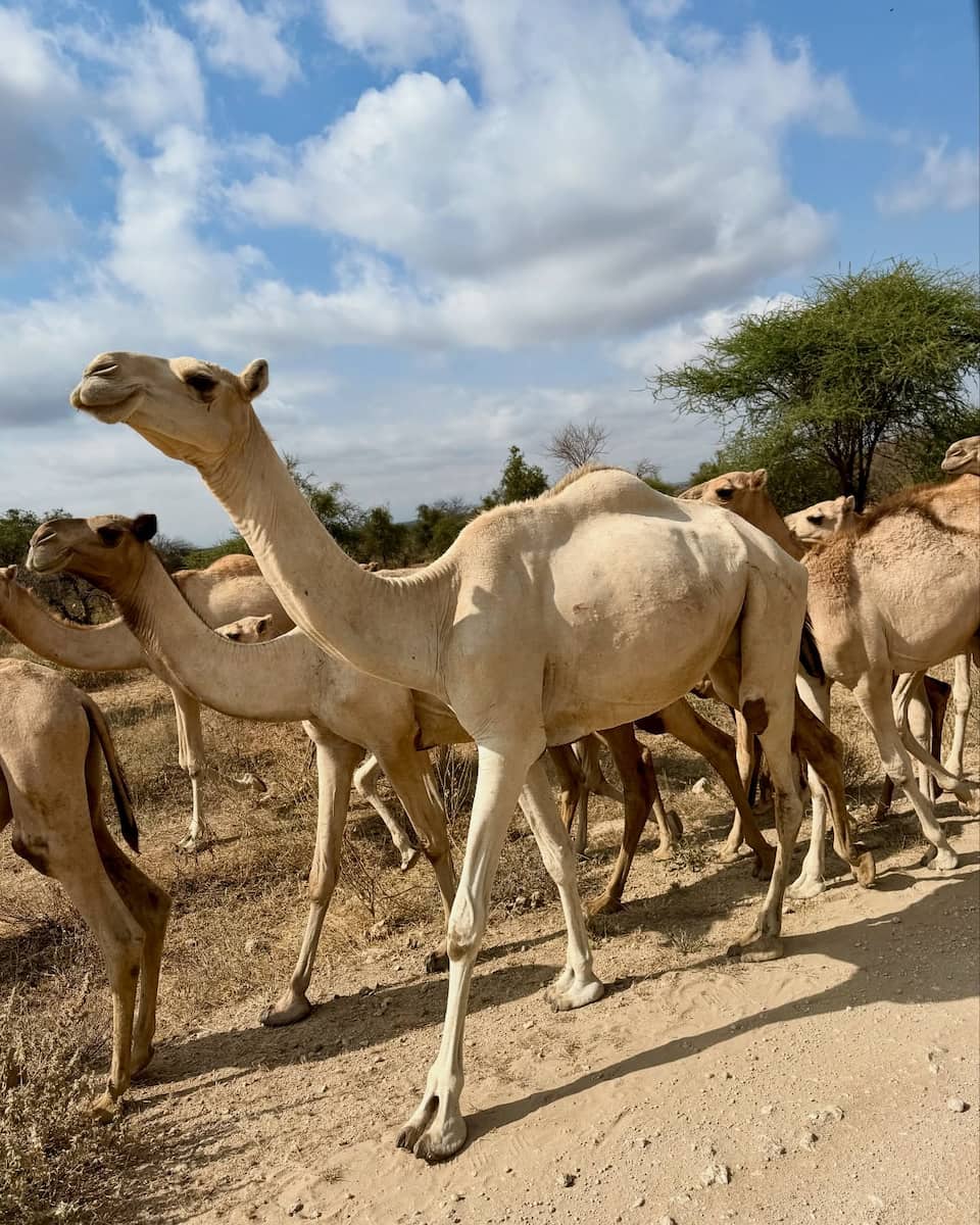 Amboseli National Park, Kenya Amboseli National Park, Kenya
