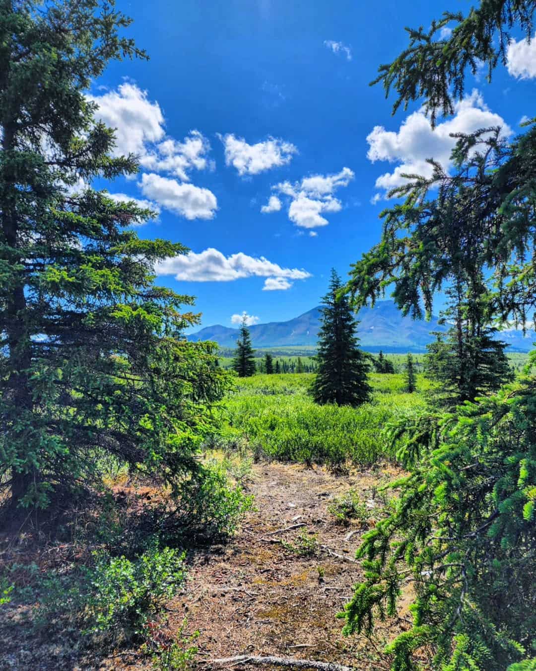 Entrance Area, Denali National Park Entrance Area, Denali National Park