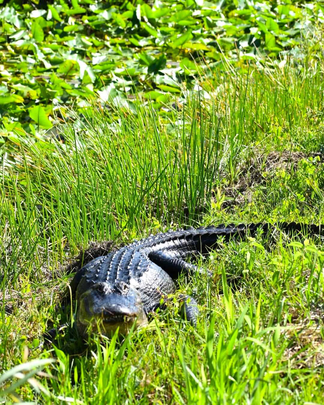 Flamingo Area, Everglades National Park Flamingo Area, Everglades National Park