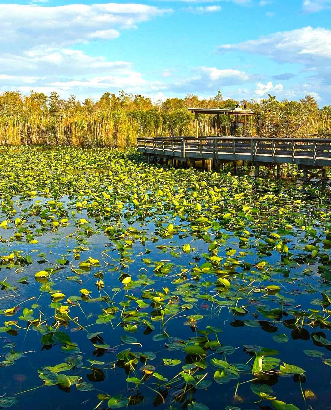 Flamingo Area, Everglades National Park Flamingo Area, Everglades National Park