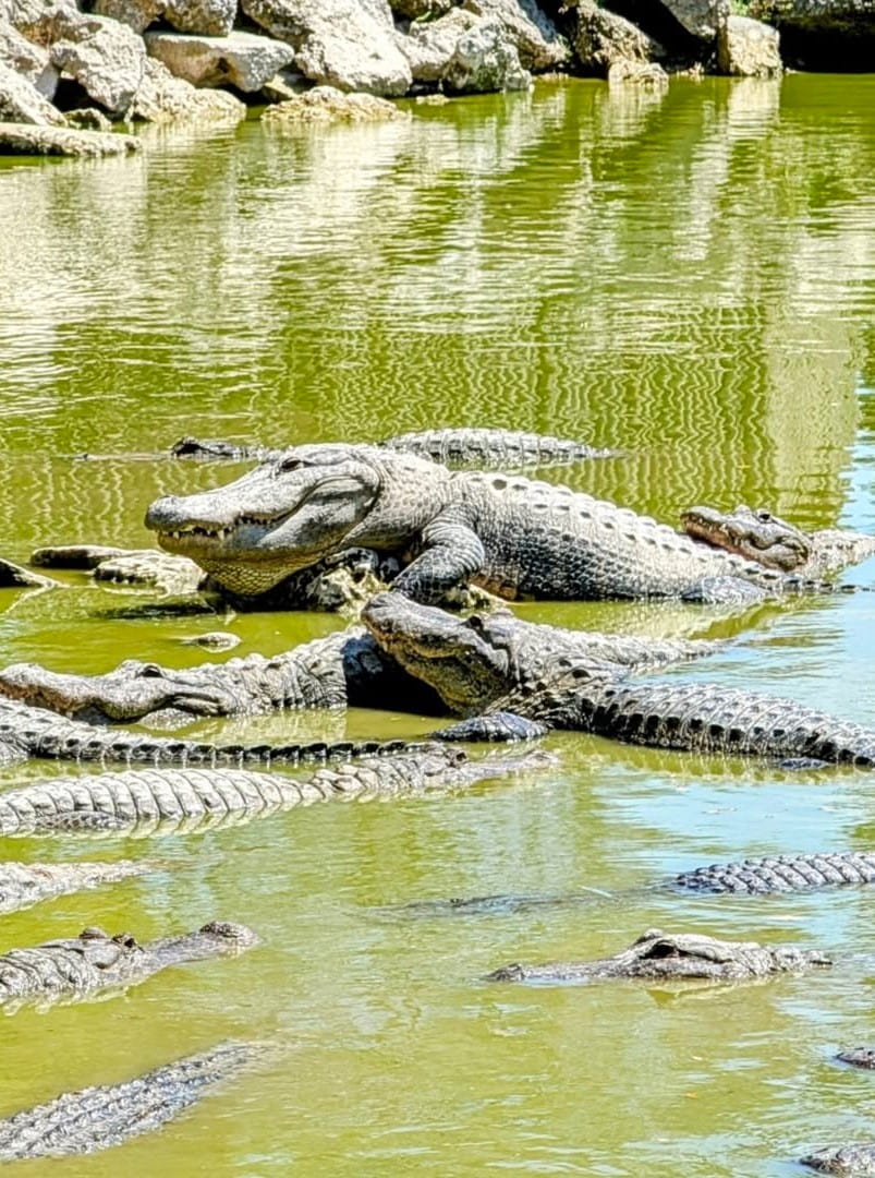 Flamingo Area, Everglades National Park Flamingo Area, Everglades National Park