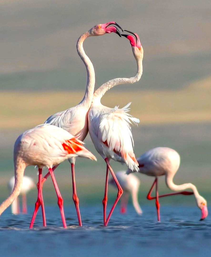Flamingo Area, Everglades National Park Flamingo Area, Everglades National Park