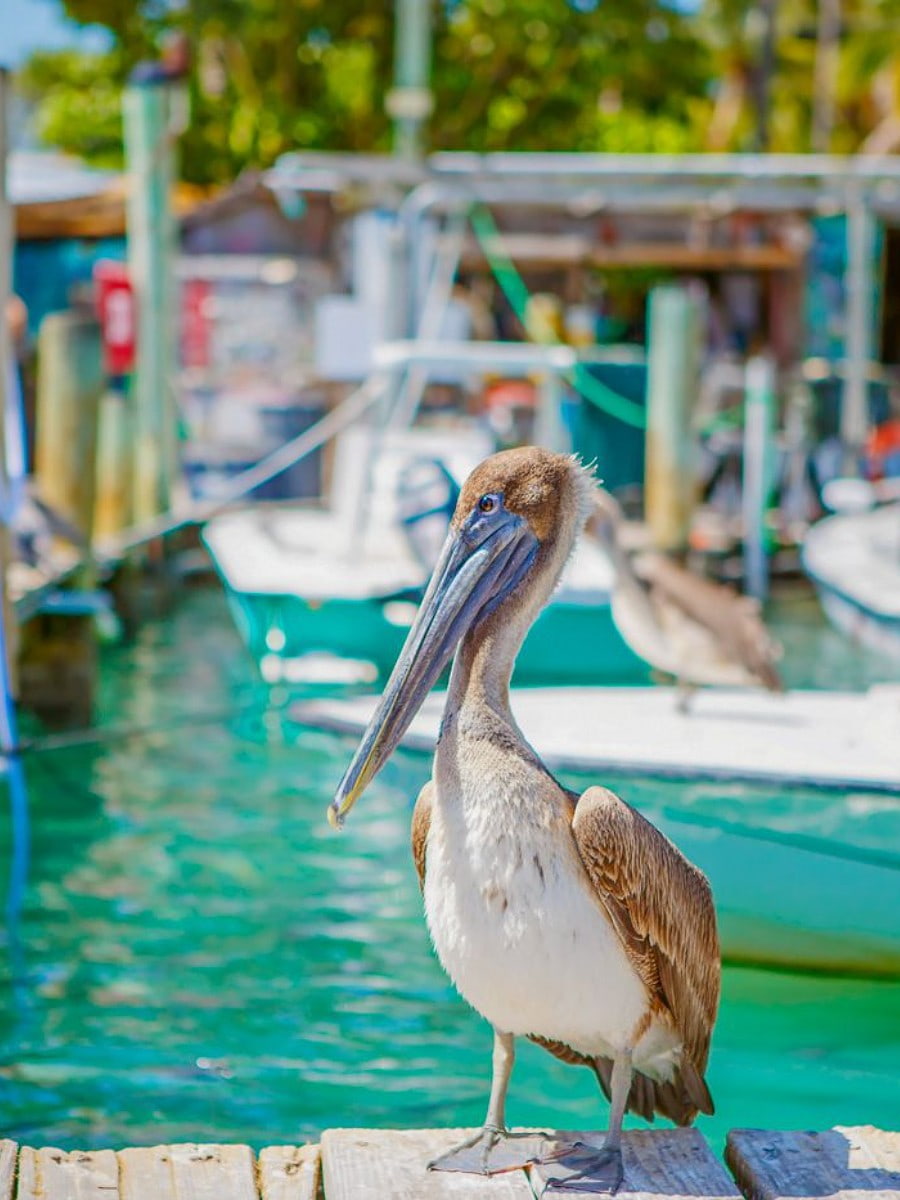 Islamorada, Florida Keys Islamorada, Florida Keys