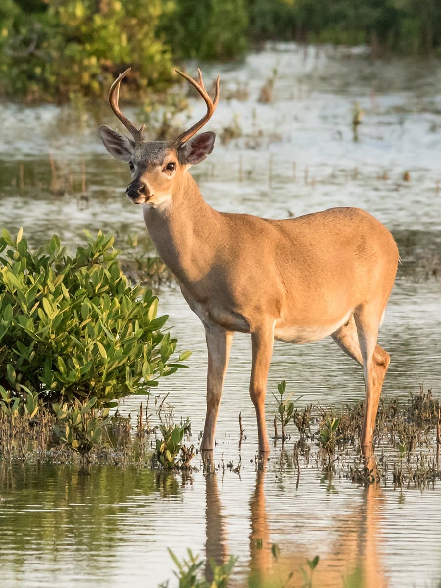 Key Deer Refuge , Florida Keys Key Deer Refuge , Florida Keys