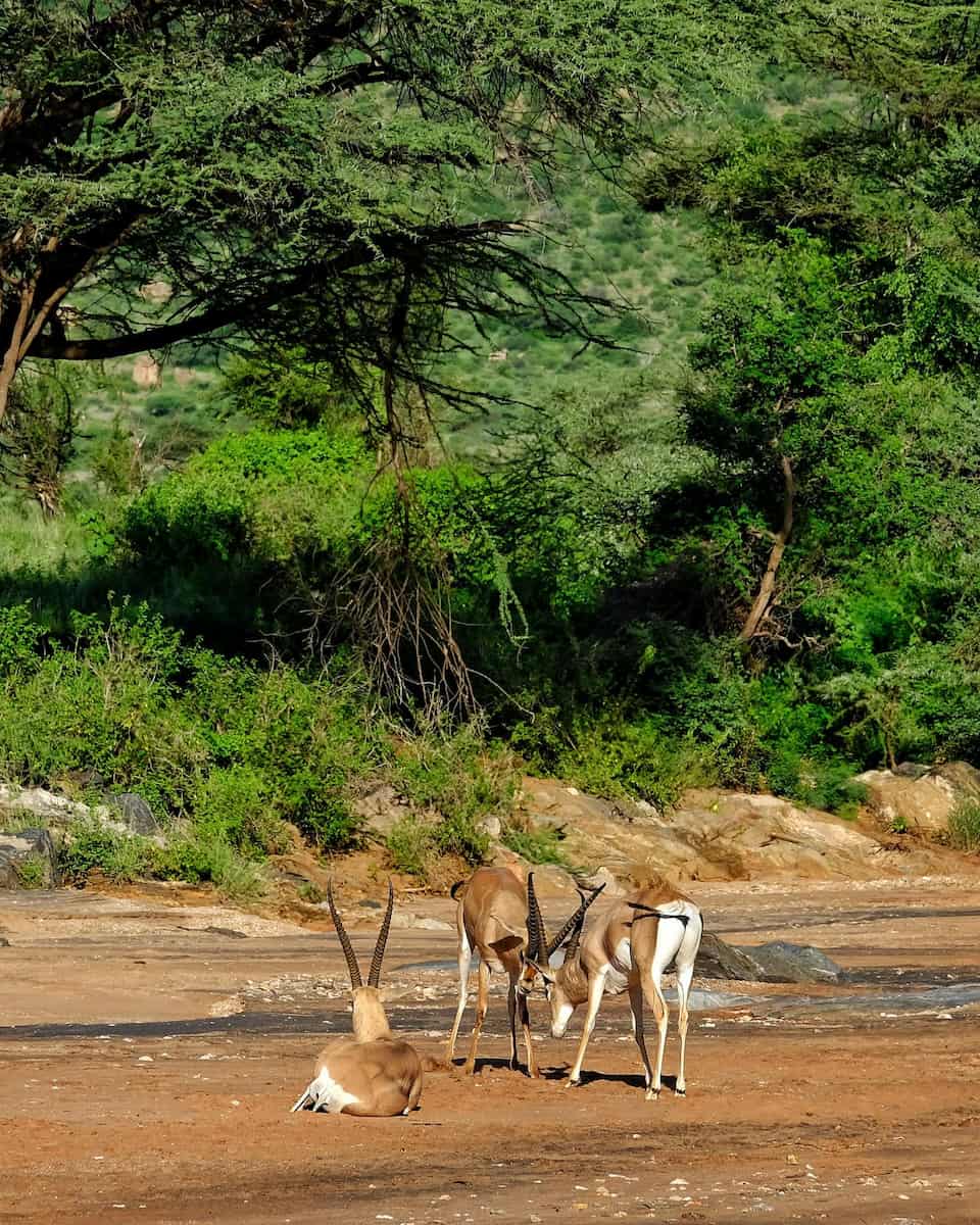 Laikipia & Samburu, Kenya Laikipia & Samburu, Kenya