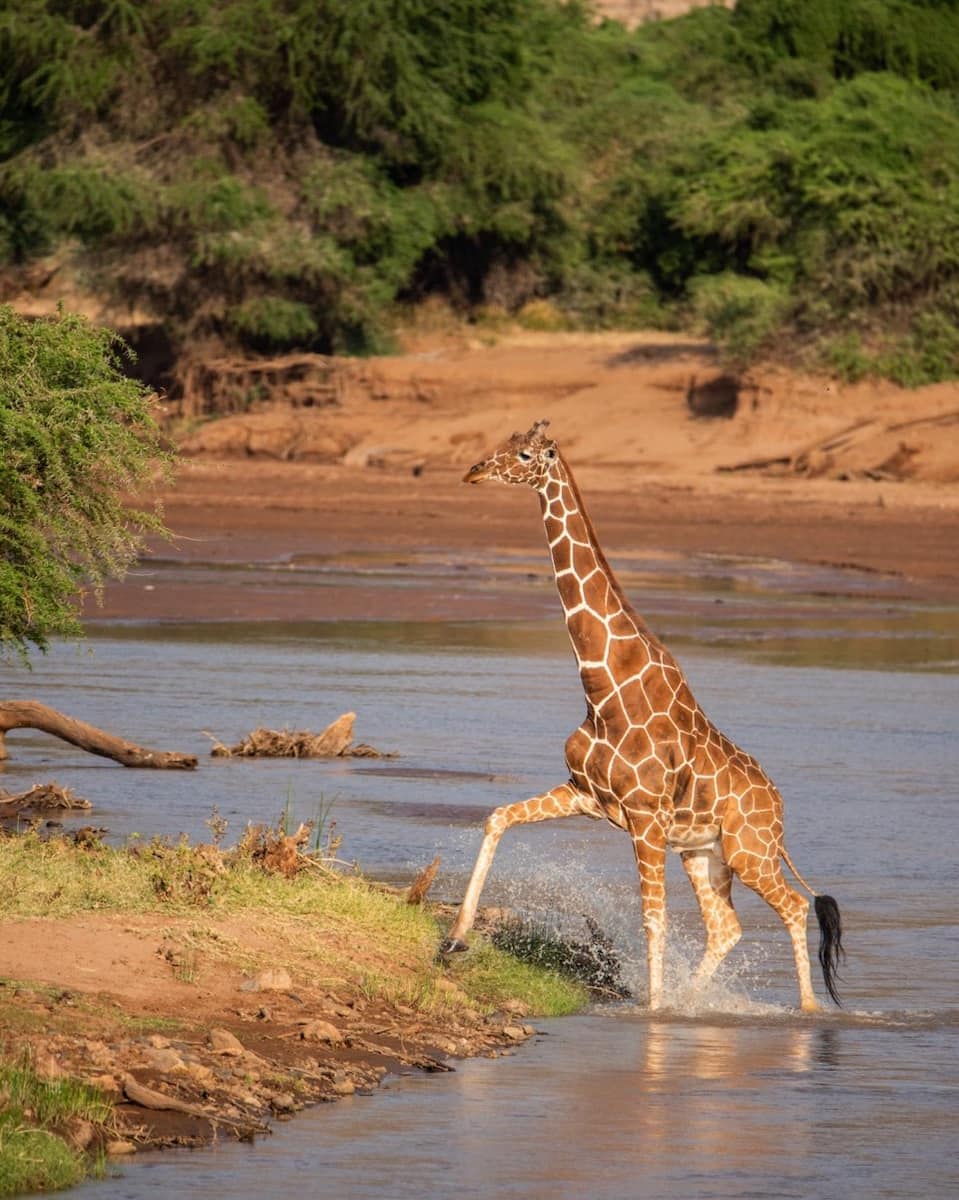 Laikipia & Samburu, Kenya Laikipia & Samburu, Kenya