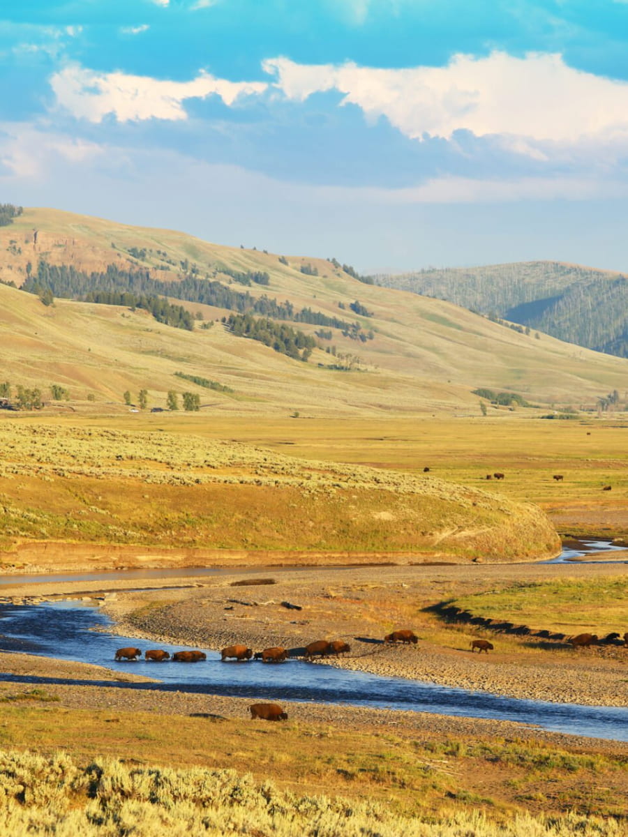 Lamar Valley, Gardiner Montana, Montana Lamar Valley, Gardiner Montana, Montana