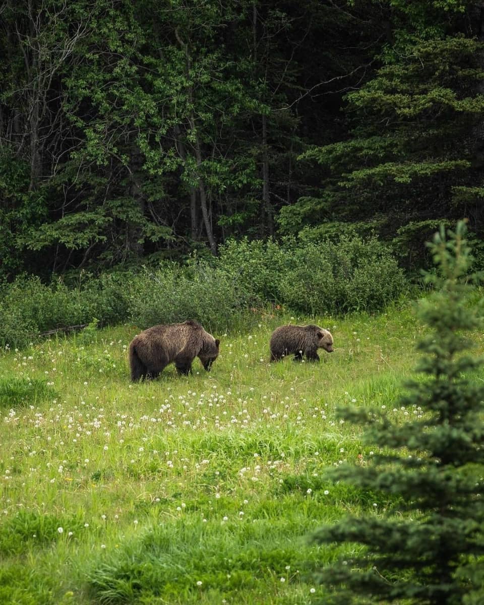 Maligne Lake Road Maligne Lake Road