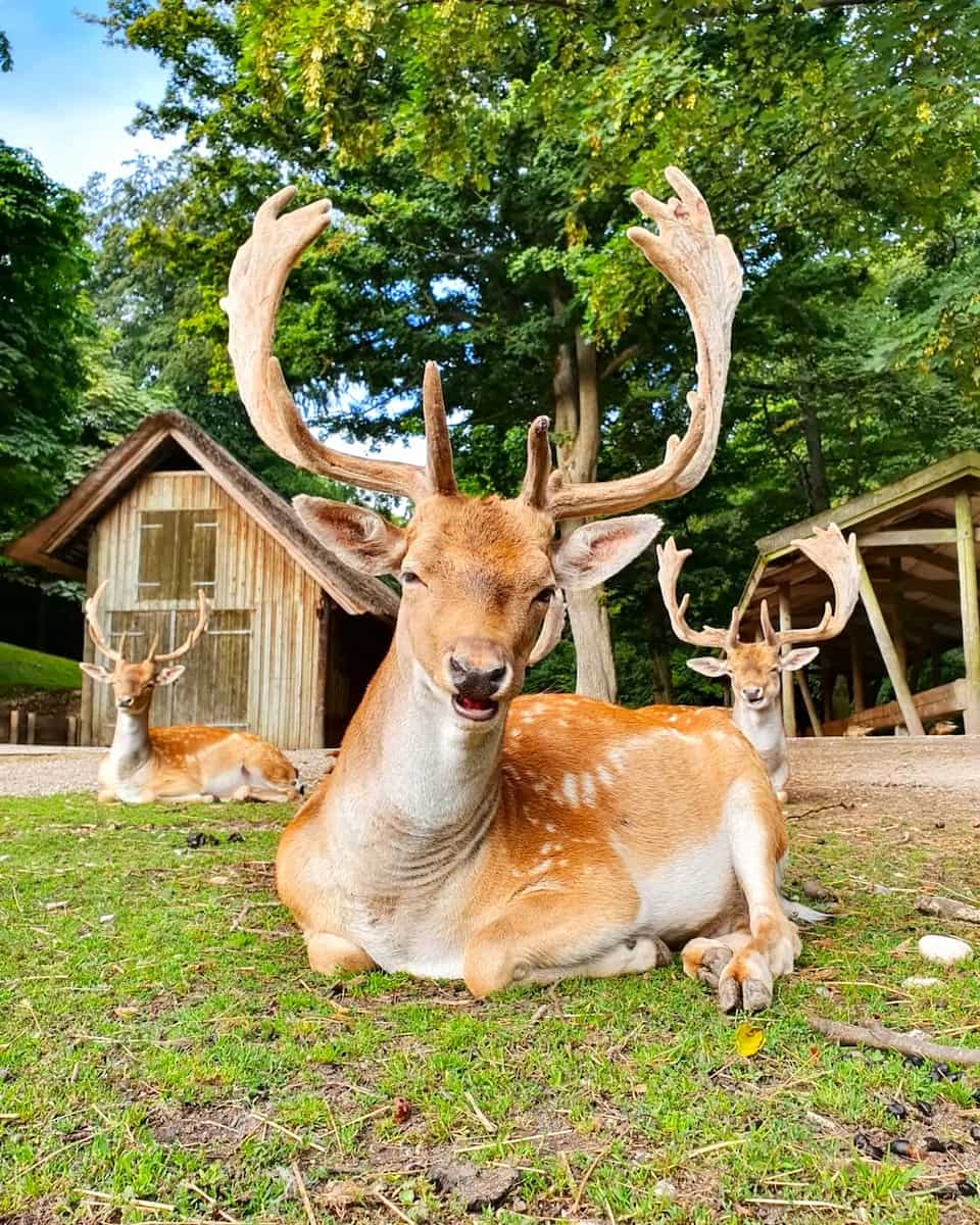 Marselisborg Forest, Aarhus Marselisborg Forest, Aarhus