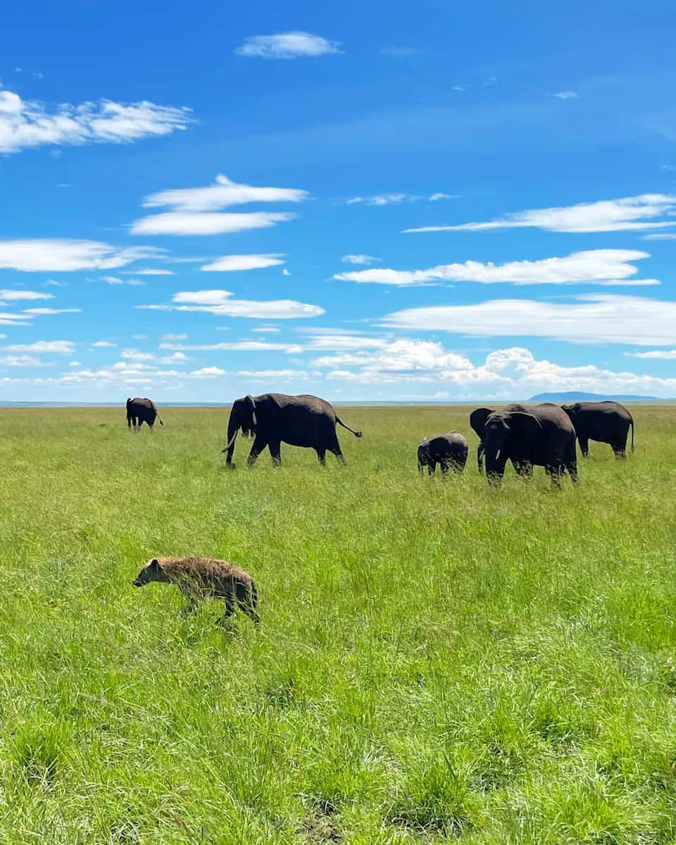 Masai Mara, Kenya Masai Mara, Kenya