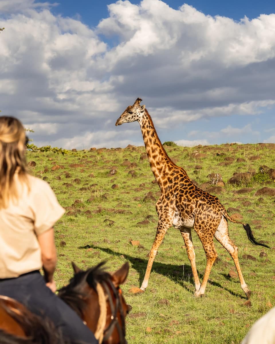 Masai Mara, Kenya Masai Mara, Kenya