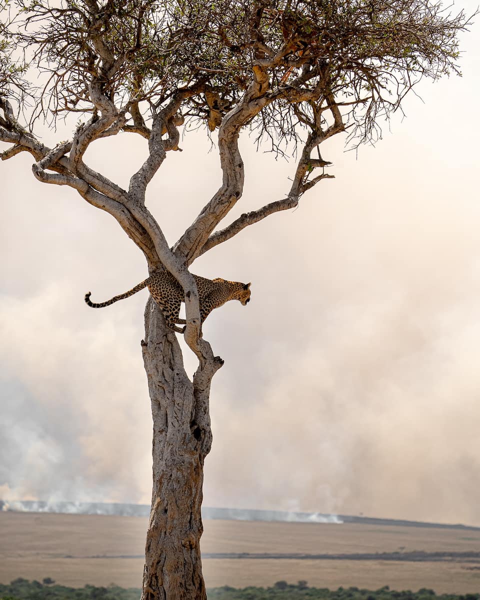 Masai Mara, Kenya Masai Mara, Kenya