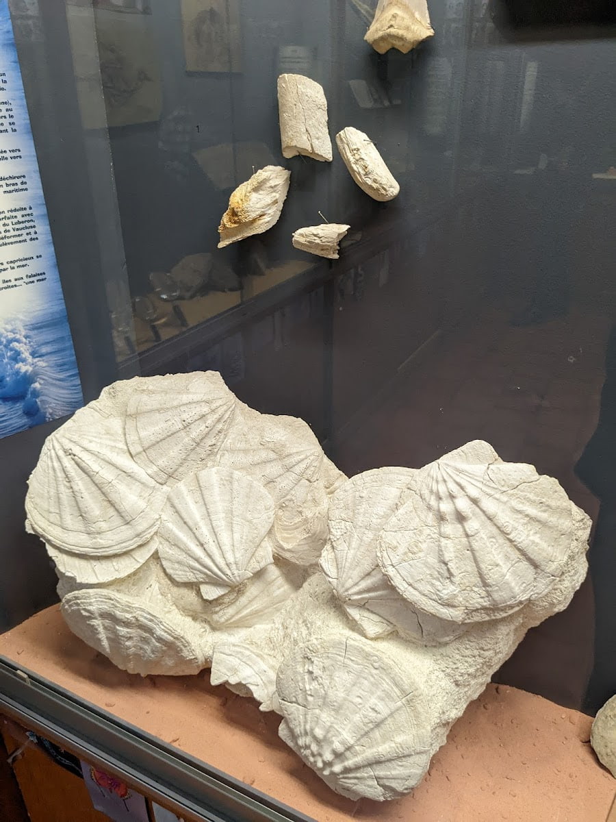 Musée Requien, Avignon Musée Requien, Avignon