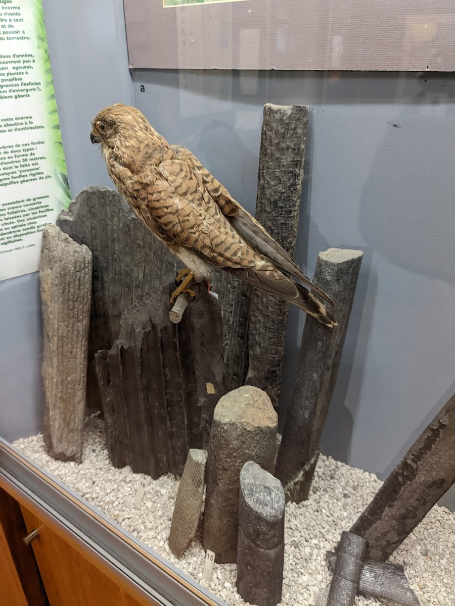 Musée Requien, Avignon Musée Requien, Avignon