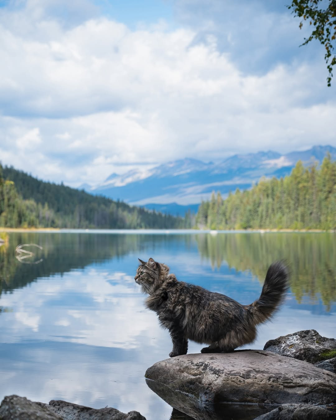 Patricia Lake Area Patricia Lake Area