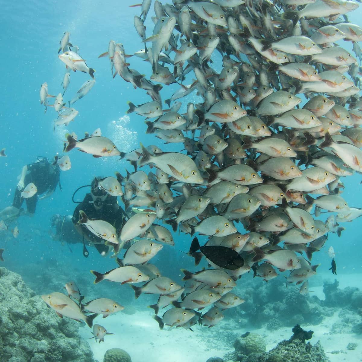 Rangiroa, French Polynesia Rangiroa, French Polynesia