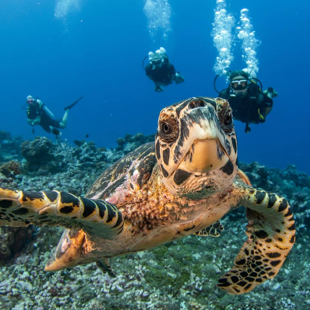 Rangiroa, French Polynesia Rangiroa, French Polynesia