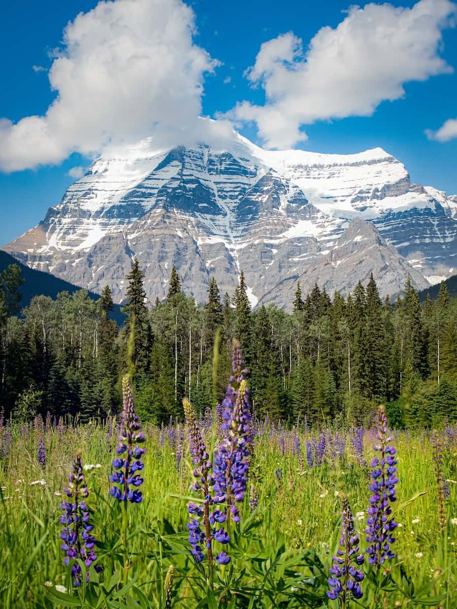 Sunwapta Falls Area Sunwapta Falls Area