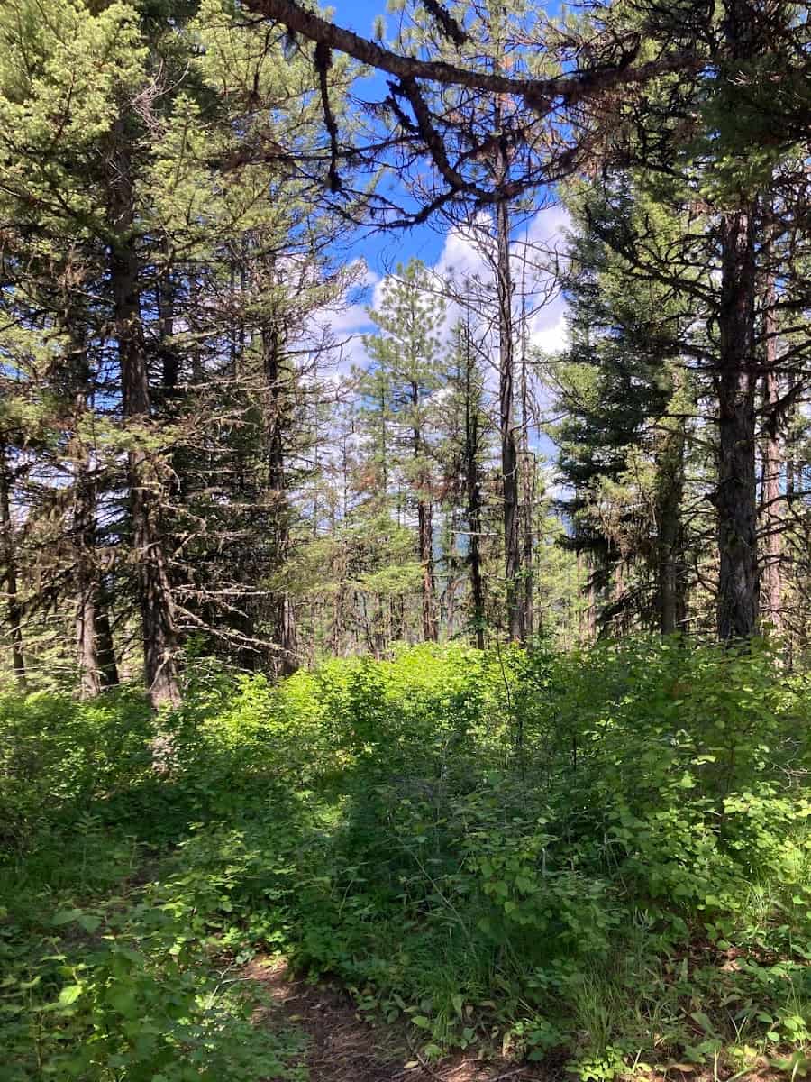 The Rattlesnake National Recreation Area, Missoula Montana, Montana The Rattlesnake National Recreation Area, Missoula Montana, Montana