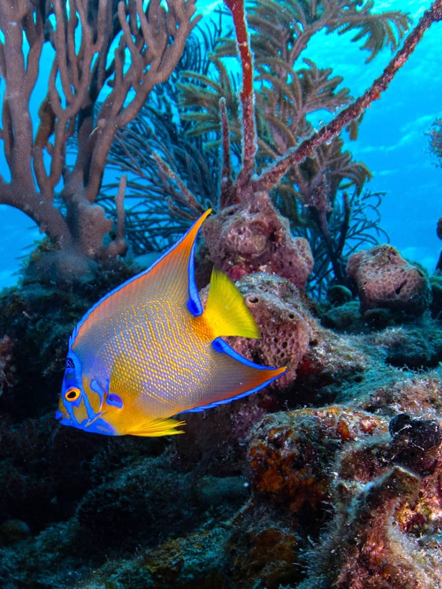 The Spiegel Grove, Florida Keys The Spiegel Grove, Florida Keys